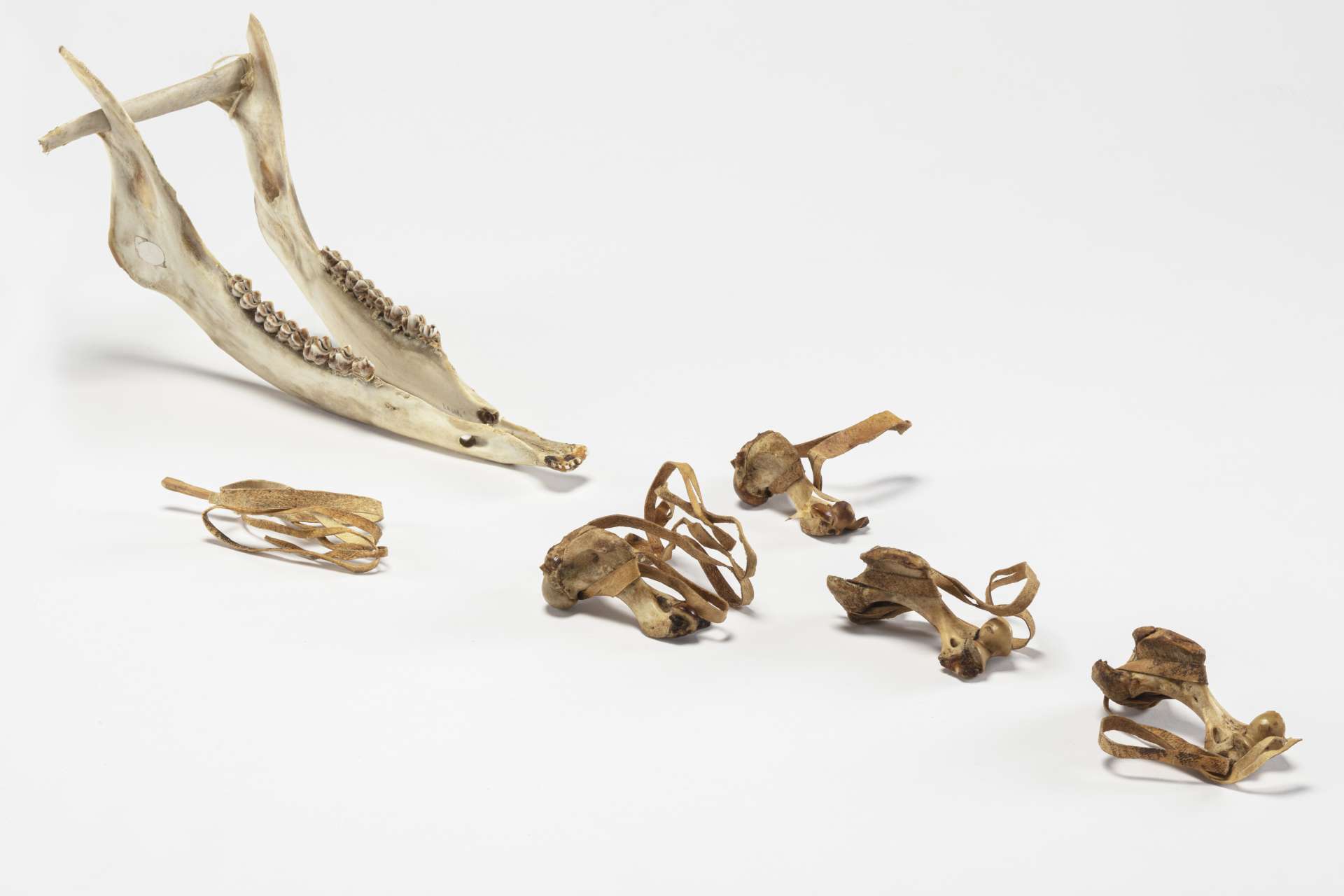 M&acirc;choire inf&eacute;rieure de caribou pos&eacute;e &agrave; l&rsquo;arri&egrave;re avec des dents apparentes. &Agrave; l&rsquo;avant, quatre petits os munis de lani&egrave;res de cuir enroul&eacute;es, accompagn&eacute;s d&rsquo;un b&acirc;ton avec d&rsquo;une lani&egrave;re de cuir enroul&eacute;e qui repr&eacute;sente le fouet.