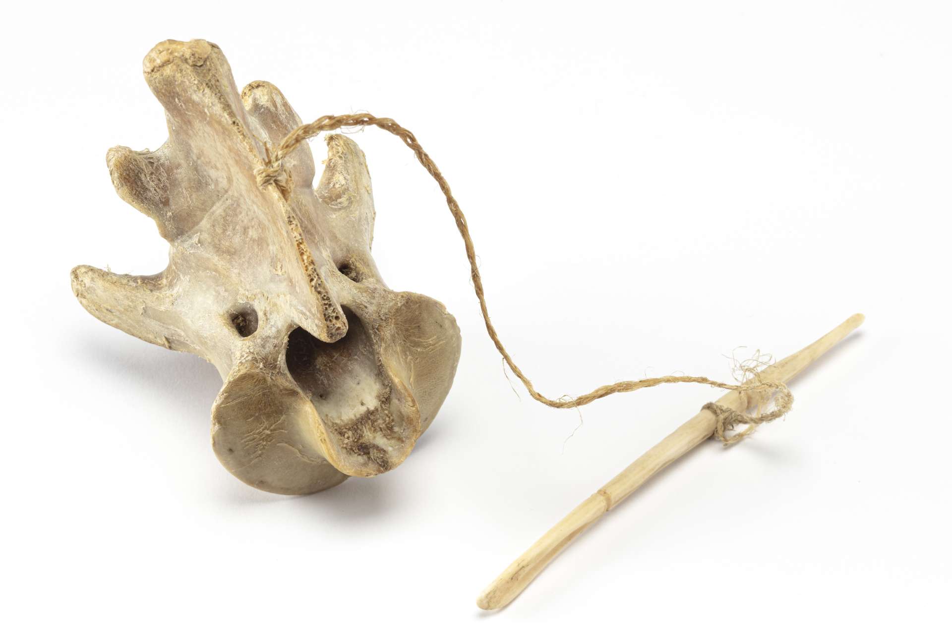 Vert&egrave;bre de caribou montrant plusieurs orifices, reli&eacute;e &agrave; un b&acirc;ton fin par une corde tress&eacute;e. La vert&egrave;bre repose sur le c&ocirc;t&eacute; avec le b&acirc;ton pos&eacute; &agrave; proximit&eacute;.