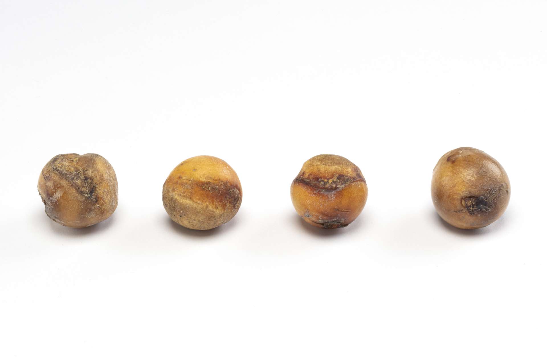 Quatre petits os sph&eacute;riques dispos&eacute;s en ligne. Les os polis pr&eacute;sentent une couleur brun dor&eacute; et une texture l&eacute;g&egrave;rement rugueuse.